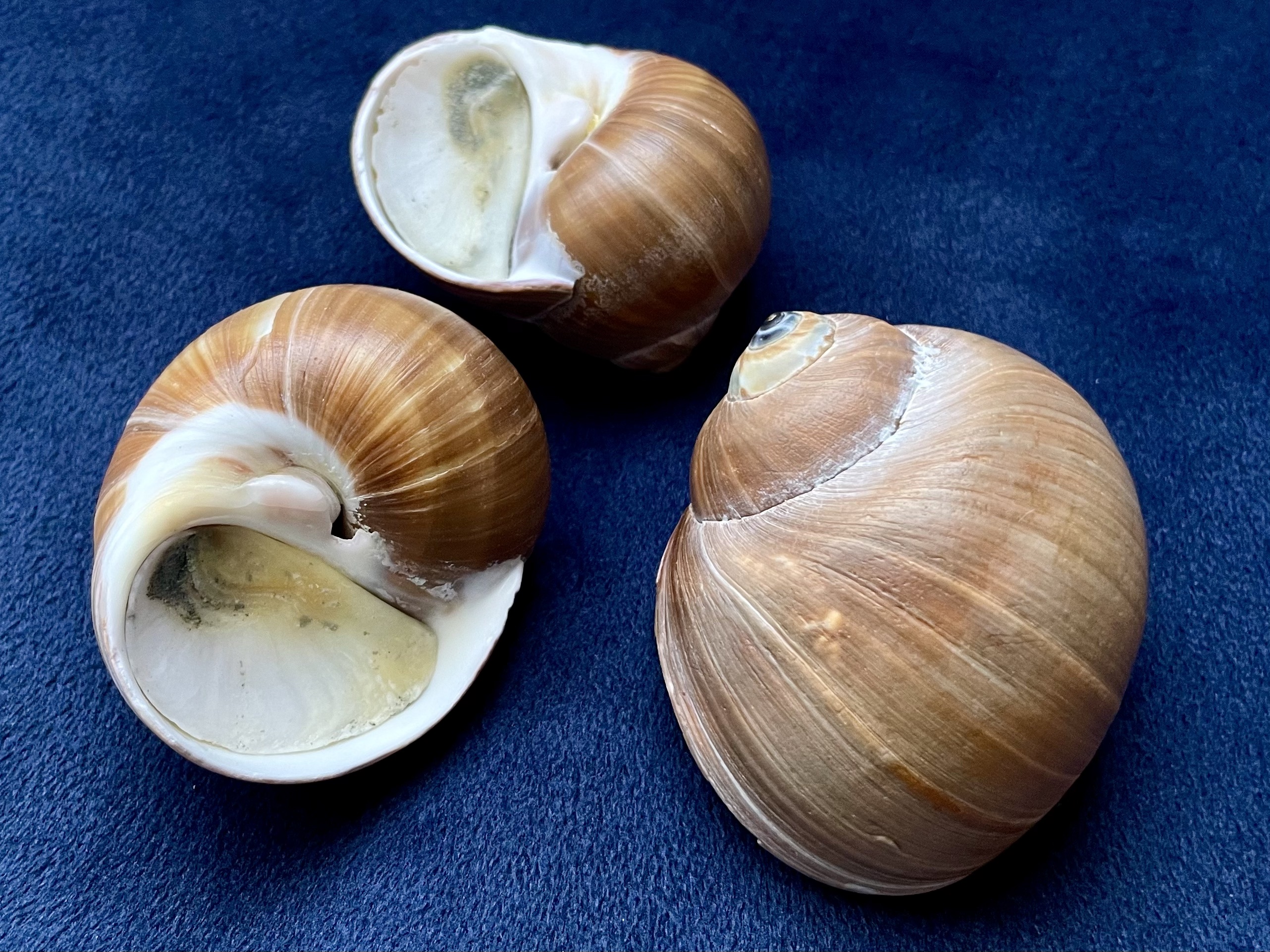 No. 53 チシマタマガイ（千島珠貝） 貝殻の問屋さん- 世界の