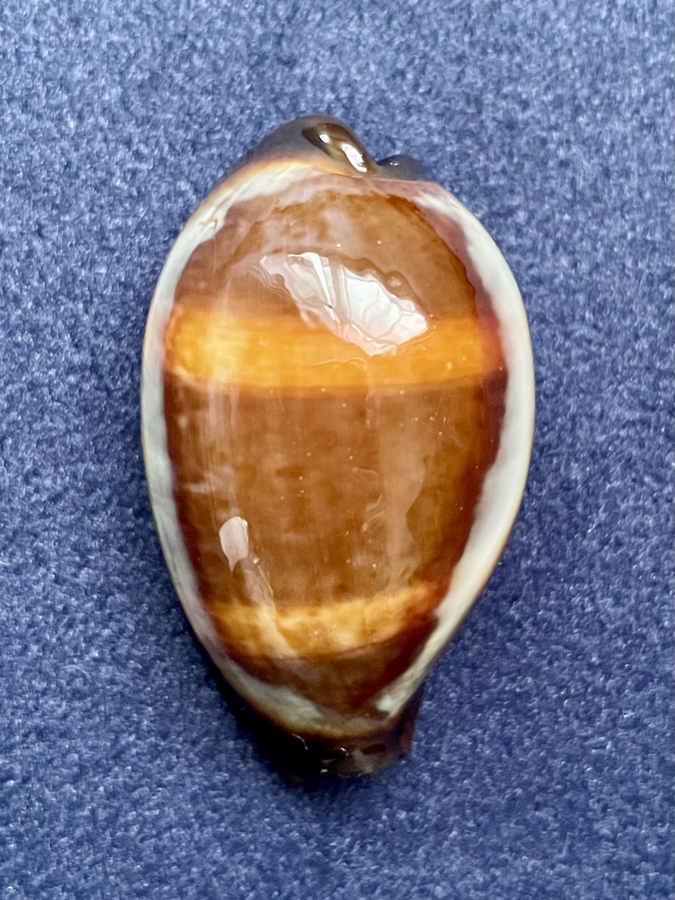 No. 54 クチグロキヌタ（口黒砧） 貝殻の問屋さん- 世界の貝殻・自然