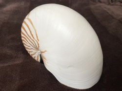 No. 70 オウムガイ科のオウムガイ（鸚鵡貝） 貝殻の問屋さん- 世界の