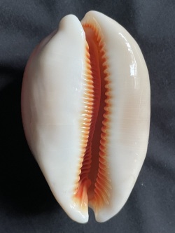 No.２９ ナンヨウダカラ（南洋宝） 貝殻の問屋さん- 世界の貝殻・自然 
