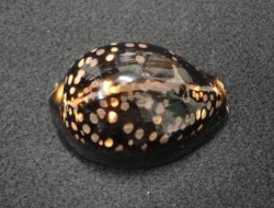 No. 2 ハチジョウダカラ(八丈宝) 貝殻の問屋さん- 世界の貝殻・自然素材