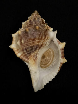 ☆連載☆「貝のおはなし」 貝殻の問屋さん- 世界の貝殻・自然素材 