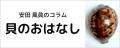 貝のおはなし　ナンヨウダカラガイ